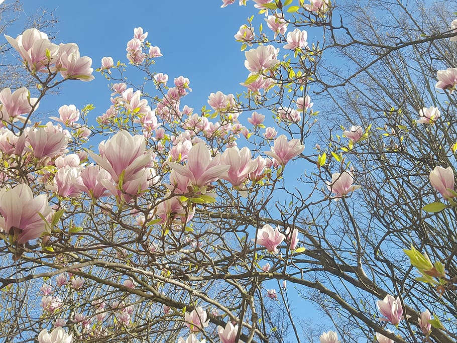 magnolia, flowers, spring, bloom, blooming, tree, blossom, floral HD wallpaper