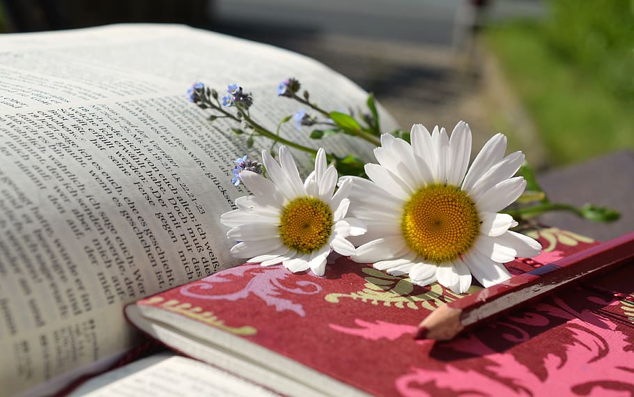 white daisy flowers on top of book at daytime, daisies, read, HD wallpaper