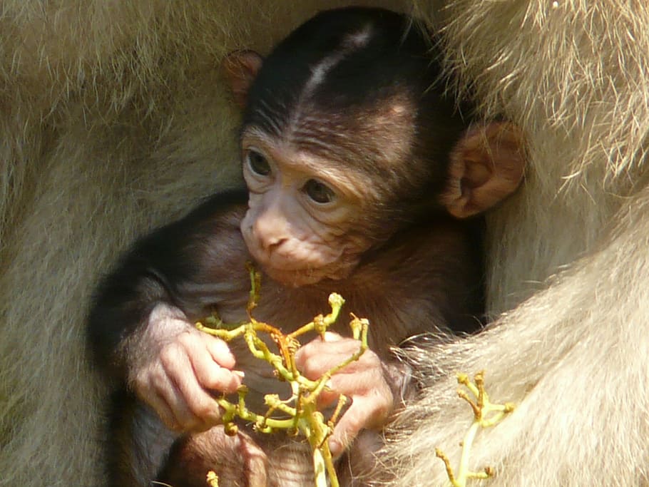 wildlife photography of baby monkey, monkey baby, monkey mountain HD wallpaper