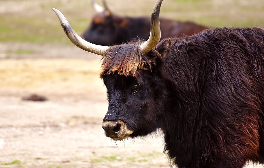 Aurochs, Beef, Cattle, Horns, wildlife photography, animal portrait, HD wallpaper