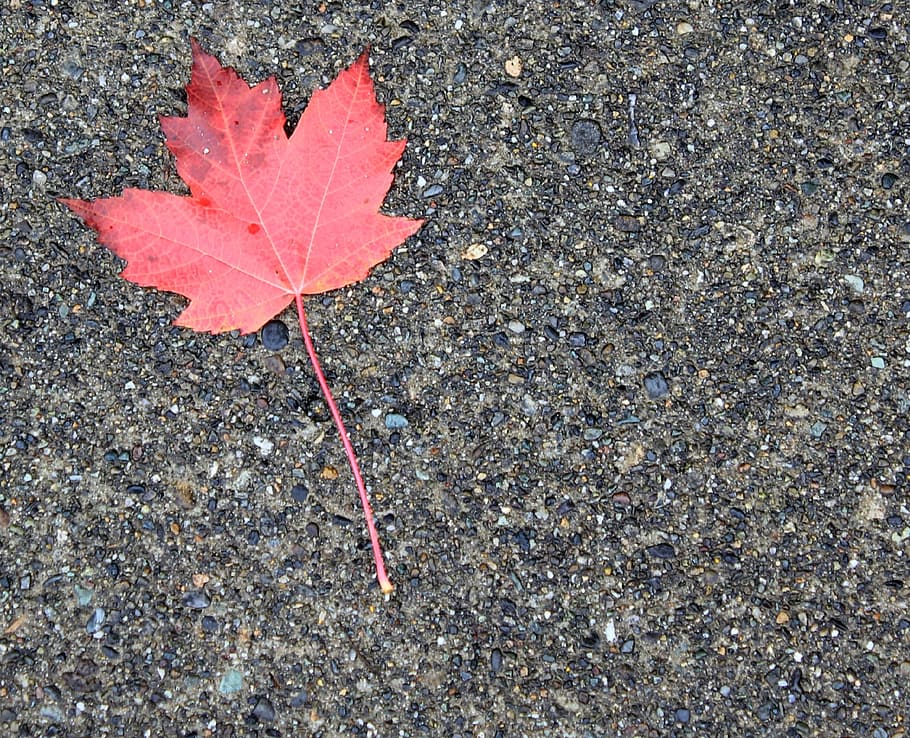 maple leaf, autumn, orange, red, fall, tree, wet, ground, nature HD wallpaper