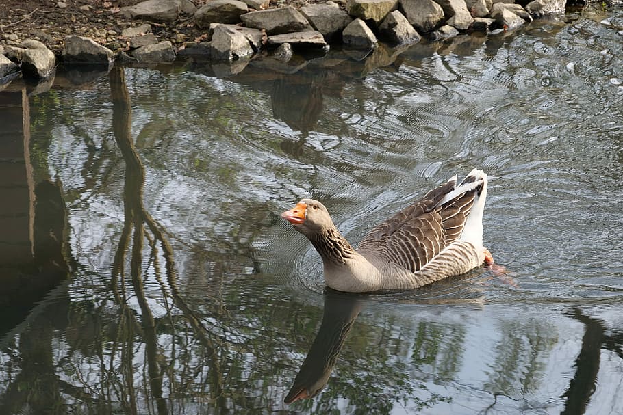 waters, nature, puddle, lake, bird, animal, swim, water bird HD wallpaper