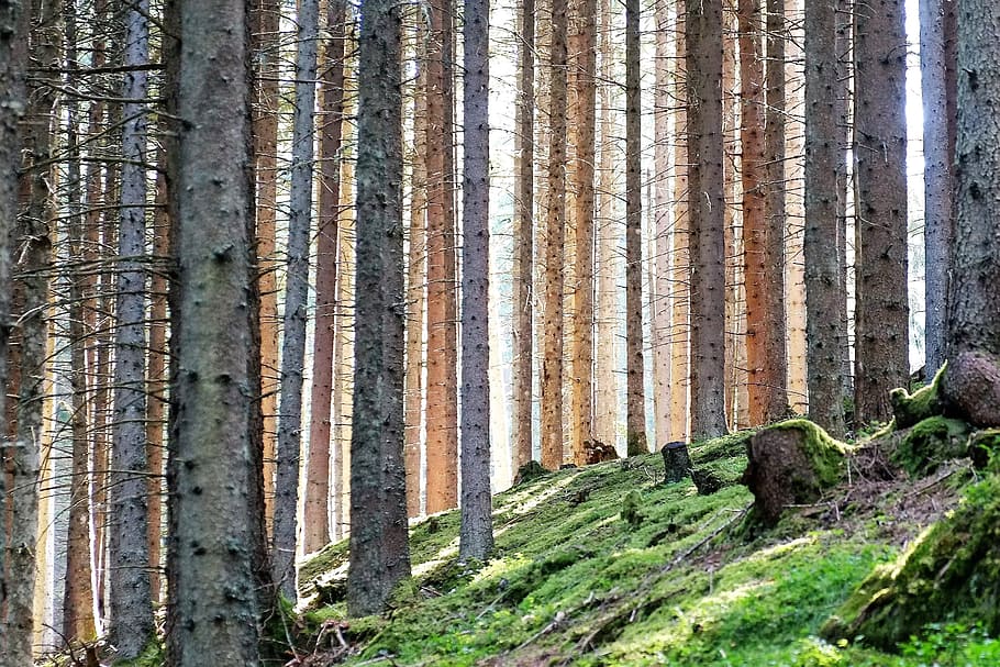 nature, wood, background, tree, forest, light effect, log, mood HD wallpaper