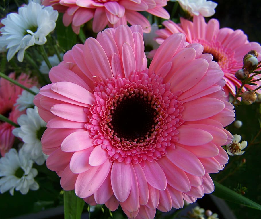 Gerbera, Pink, Cut Flower, pink flower, petal, flower head HD wallpaper