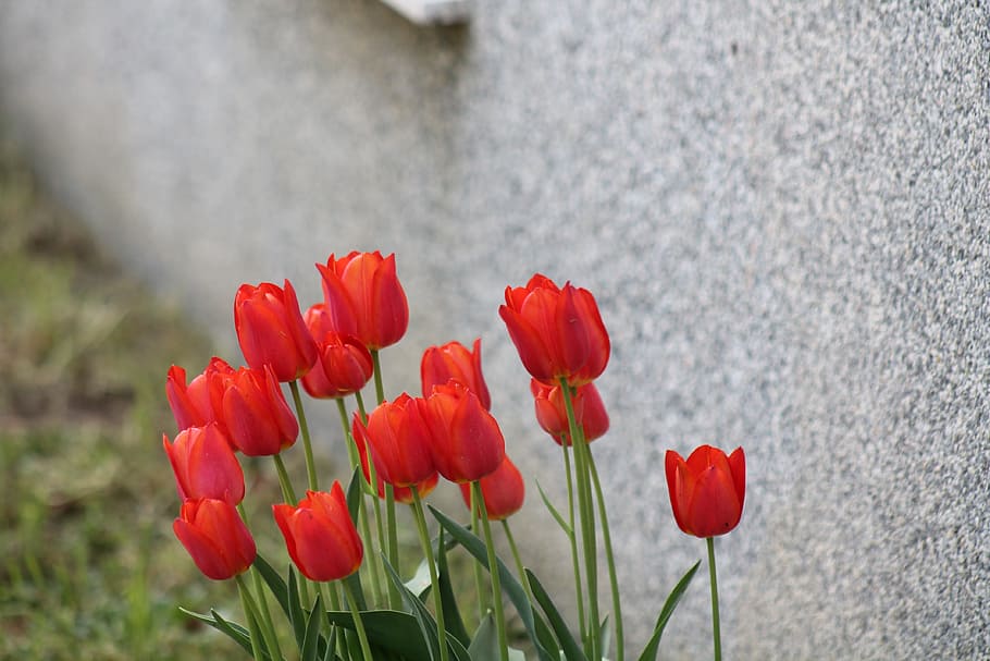 tulips, flower, rossi, flowering plant, beauty in nature, freshness HD wallpaper
