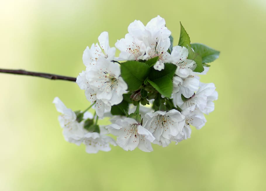 flowers, tree, visin, white, casey, flourished, spring, flowering plant HD wallpaper