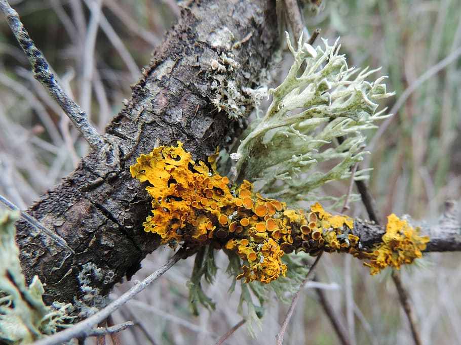 lichen, trunk, forest, bark, lichens, plant, growth, beauty in nature HD wallpaper