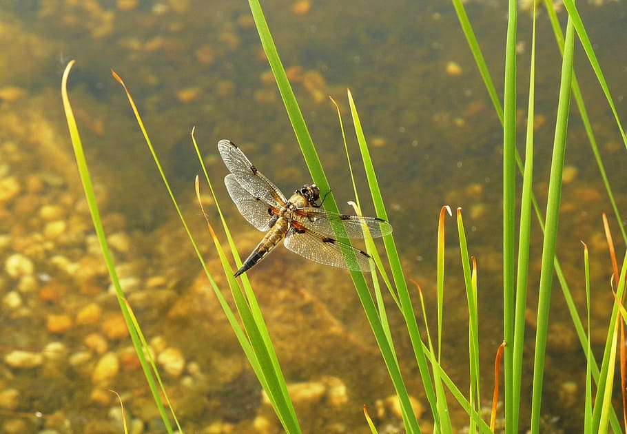 dragonfly, pond, insect, flight insect, wing, bank, water, grass