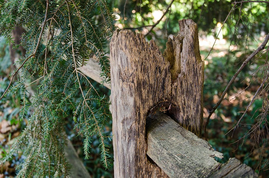Fence, Weathered, Summer, tree, tree trunk, wood - material HD wallpaper