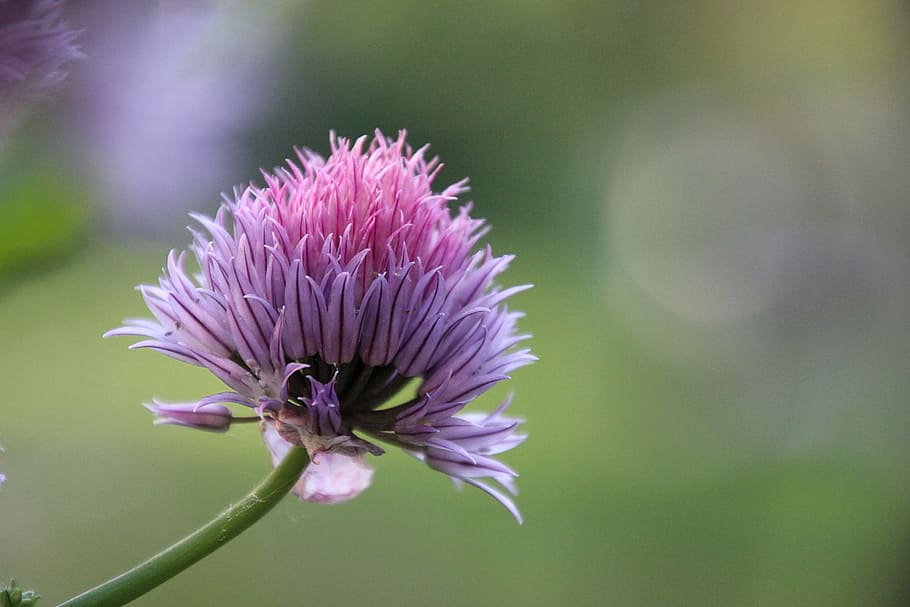 flower, garden, spring, chive, pink, purple, flowering plant HD wallpaper