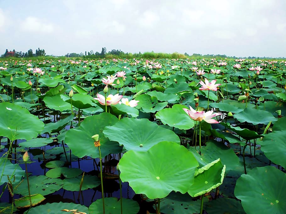 Pond, Water Lily, Lily, Flower, Vietnam, immense green, big leaves, HD wallpaper
