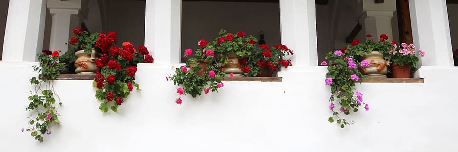low angle photography of red and pink petaled flowers, pots HD wallpaper