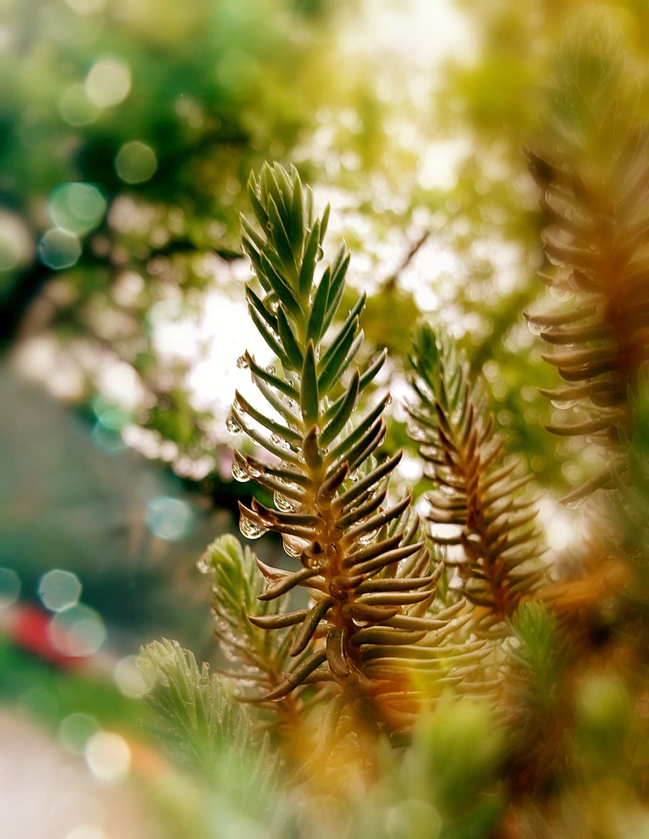 green, micro, plant, selective focus, growth, close-up, green color HD wallpaper