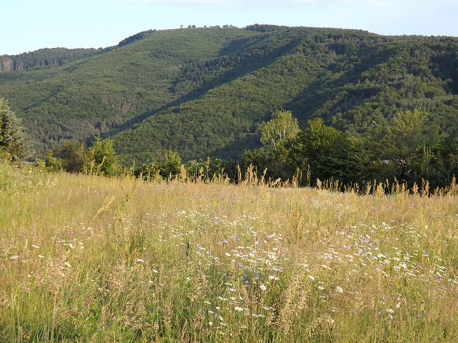 meadow, hill, trees, nature, environment, natural, outdoor HD wallpaper