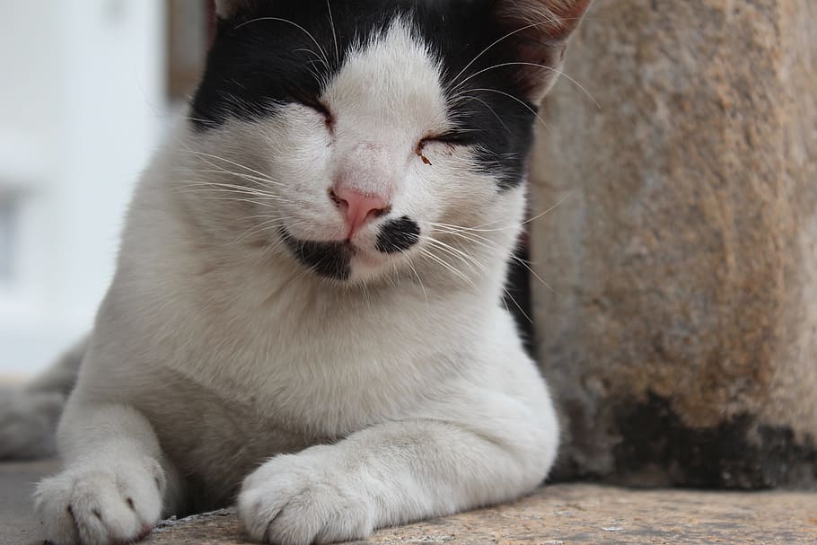 cat, grin, black and white, concerns, animal themes, domestic cat HD wallpaper