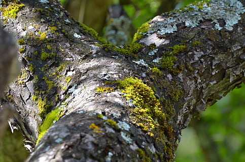 tree, tree bark, home, wood, log, tribe, close, apple tree HD wallpaper