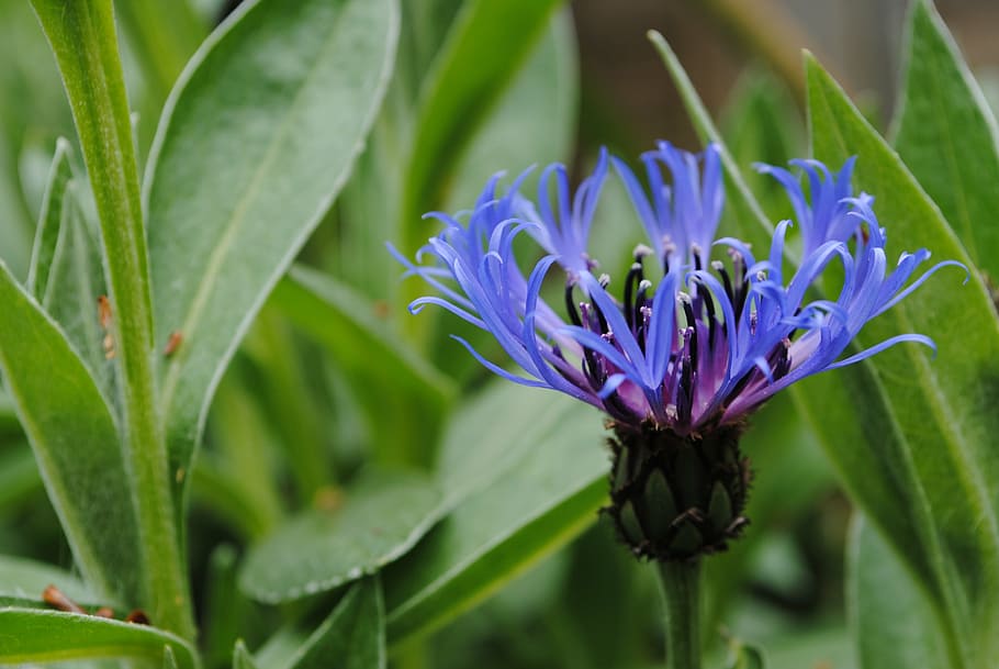 cornflower, blue, nature, floral, plant, bloom, garden, flowering plant HD wallpaper