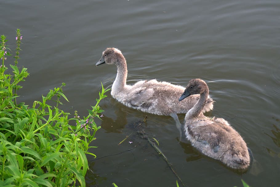 swans, young swans, gray, white, wild birds, nature, water HD wallpaper