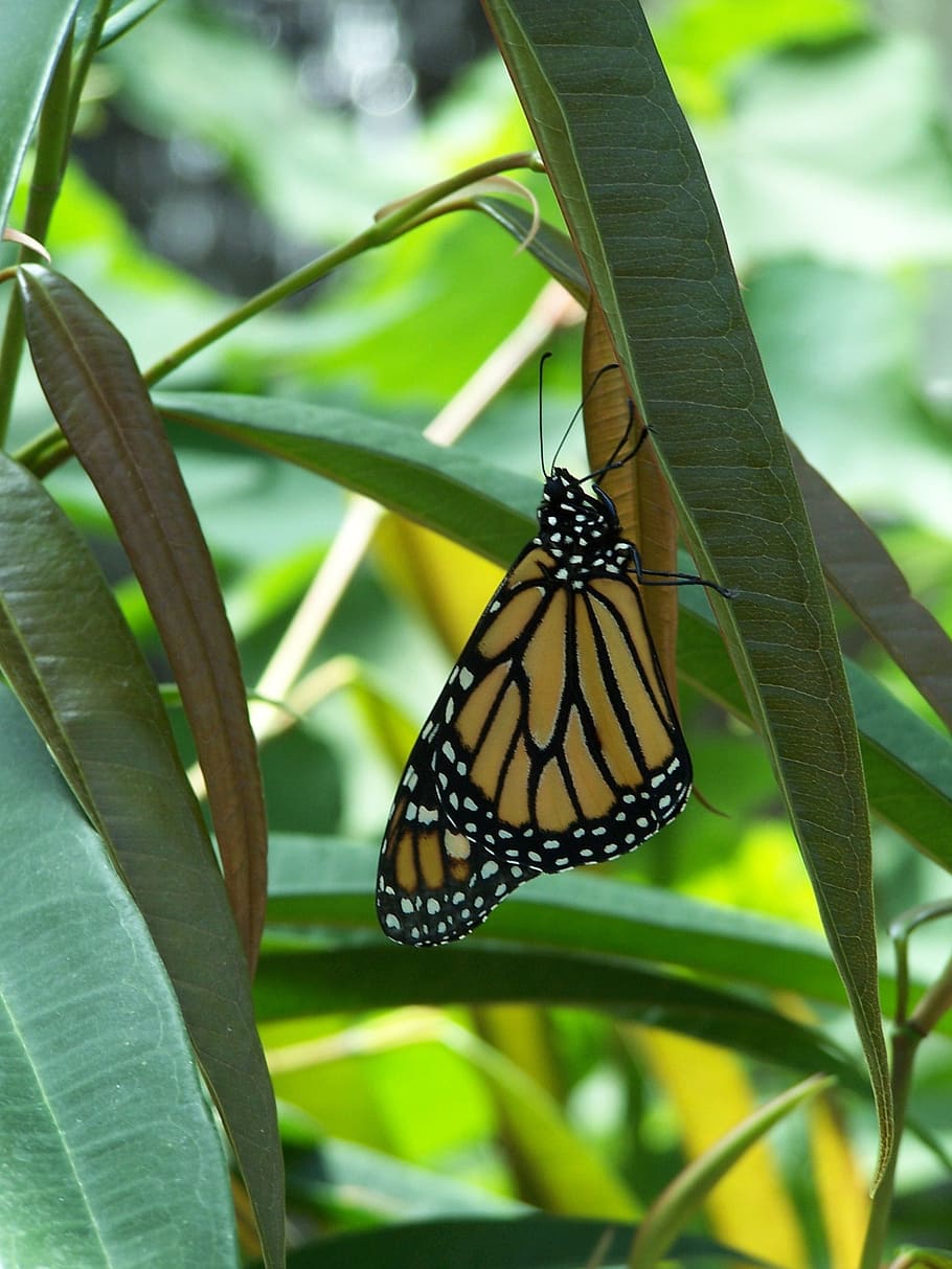 butterfly, leaf, jungle, insect, wing, wildlife, bug, bright HD wallpaper