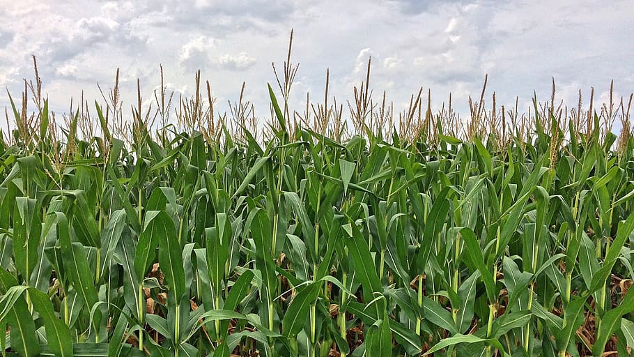 cornfield close-up photography, maze, farm, crop, growth, cloud - sky