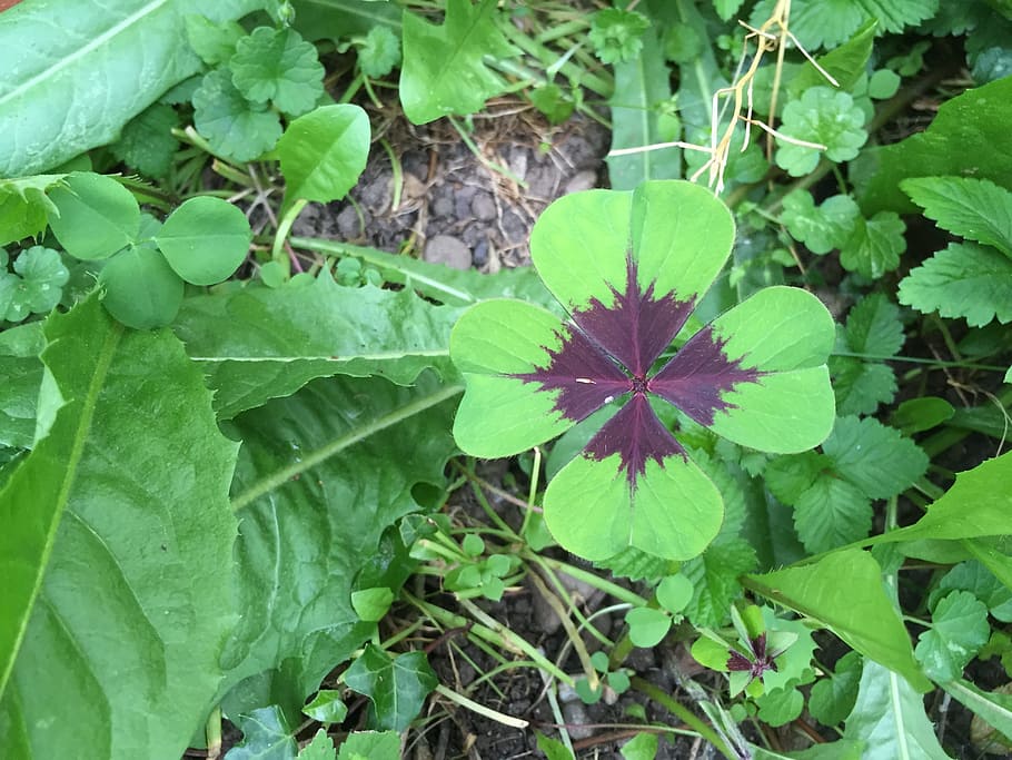 clover, chance, lucky, plant part, leaf, growth, green color HD wallpaper