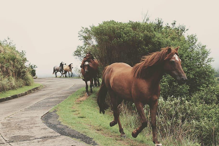 animals, equines, galloping, grass, horses, road, livestock, HD wallpaper