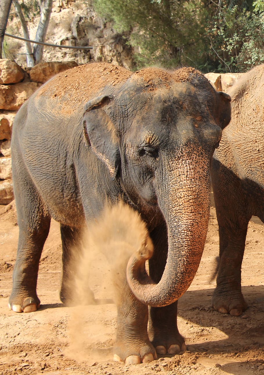 éléphant, défense, animal africain, lourd, nature, elephant, HD wallpaper