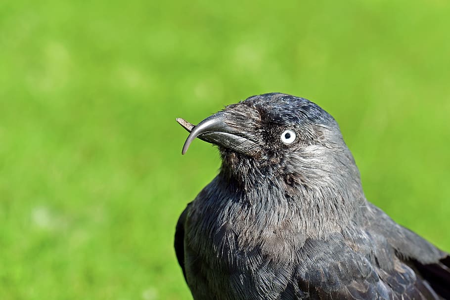 jackdaw, beak abnormality, bird, crows birds, animal themes HD wallpaper