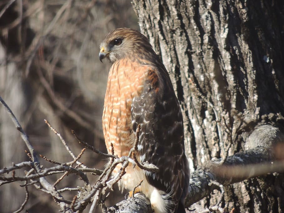 hawk, nature, bird, fly, feather, falcon, natural, wings, wildlife HD wallpaper