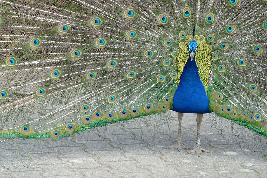 lovely, bird, spring, peacock, peacock feather, one animal HD wallpaper