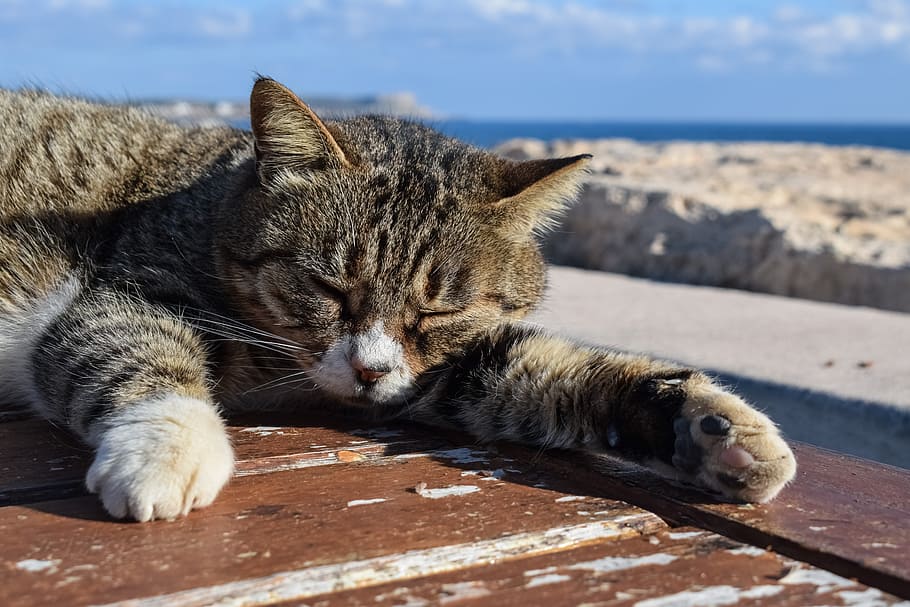 Cat, Stray, Animal, Cute, Kitty, homeless, resting, sleepy HD wallpaper