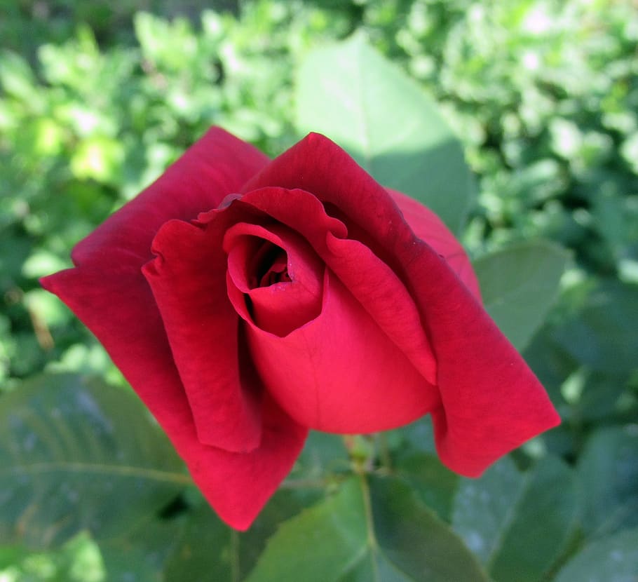 garden, rose, flower, flowering plant, petal, beauty in nature HD wallpaper