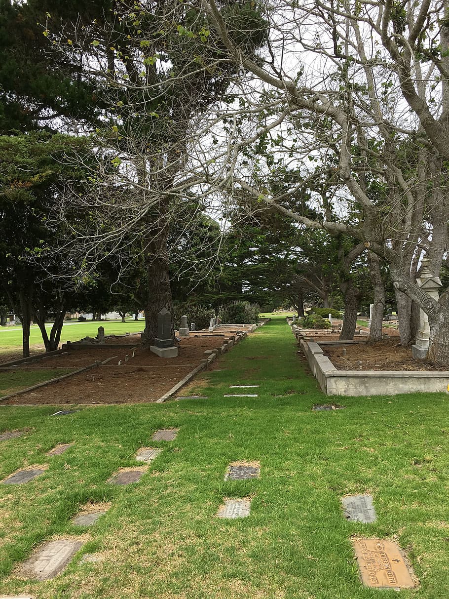 trees, path, graves, landscape, grass, pathway, plant, growth HD wallpaper