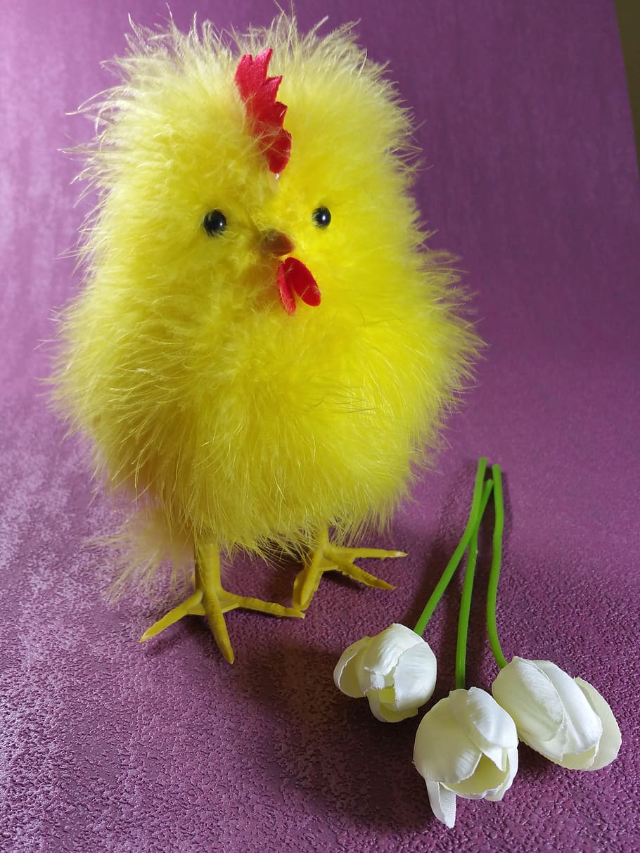 easter, chicks, chicken, hahn, cute, tulips, bird, domestic animals HD wallpaper