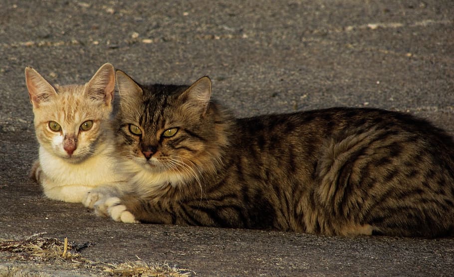 Cats, Pair, Stray, Couple, together, street, togetherness, tenderness HD wallpaper