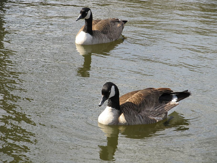 geese, canadian, swimming, water, wildlife, waterfowl, birds