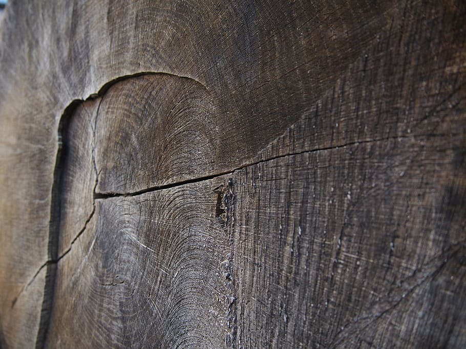 wood, tribe, tree, log, annual rings, bark, nature, forest HD wallpaper