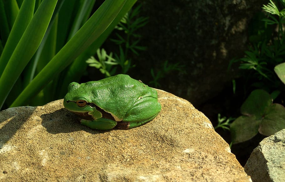 tree frog, green, nature, animal wildlife, green color, animals in the wild HD wallpaper