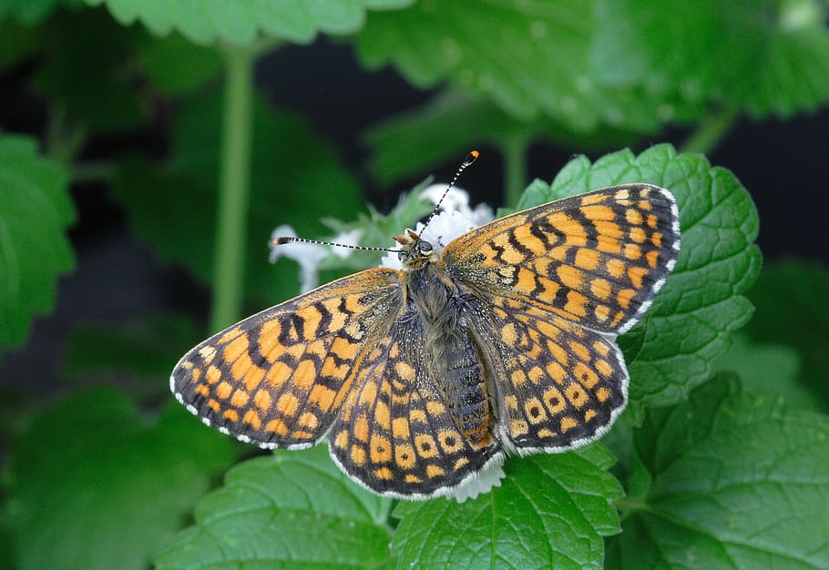butterfly, macro, insect, close up, nature, leaf, foliage, butterfly - Insect HD wallpaper