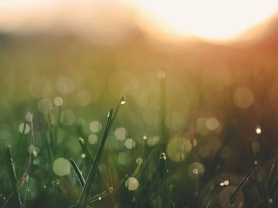 selective focus of green gras, selective shot photo of green grass during daytime HD wallpaper