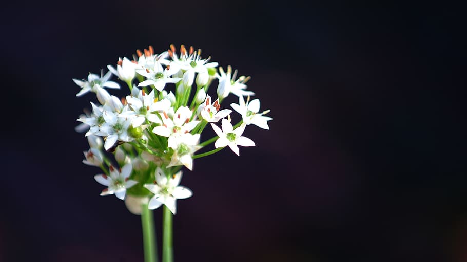 flowers, white, nature, plants, garden, season them, color, HD wallpaper