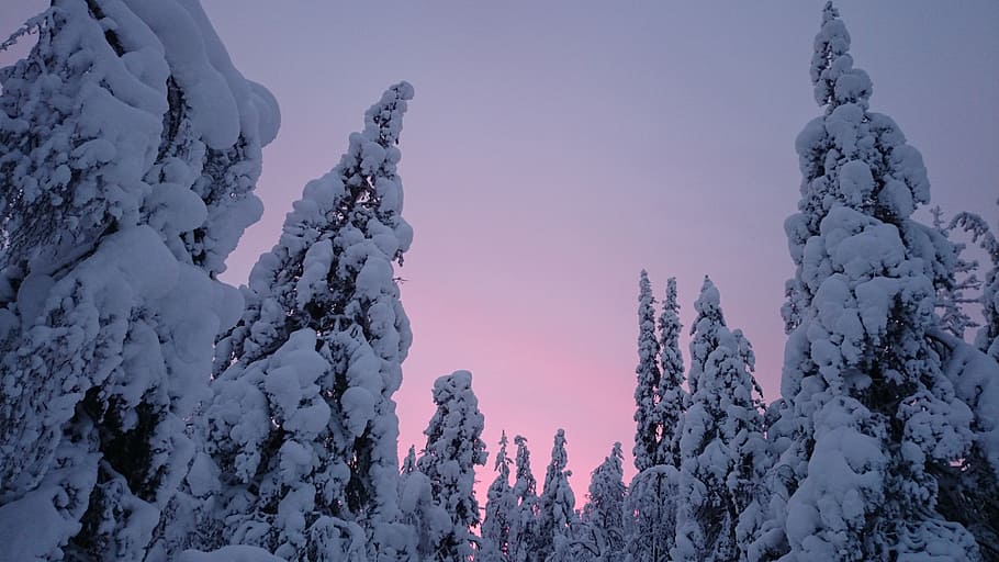 sunset, snow, winter, lapland, finland, trees, nature, cold temperature HD wallpaper