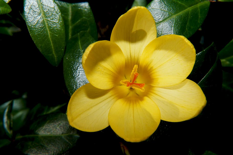 crocus, flower, blossom, bloom, close, yellow, frühlingsanfang HD wallpaper