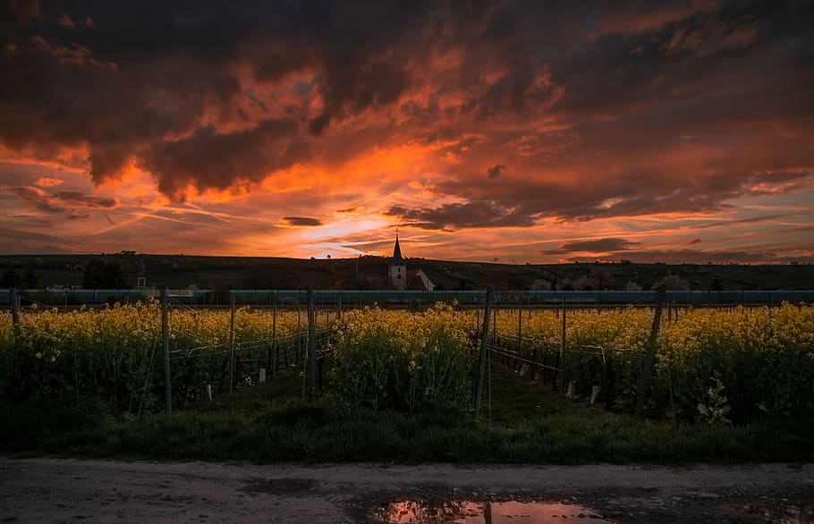 green field under orange sunset, viewing, dark, clouds, sky HD wallpaper