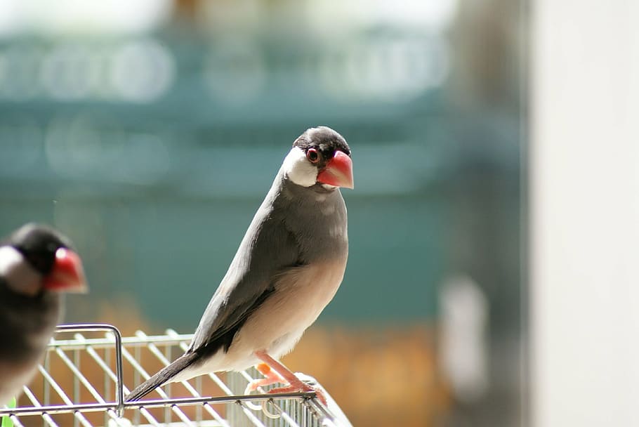 java sparrow, sakura java sparrow, hand ride java sparrow, bird HD wallpaper
