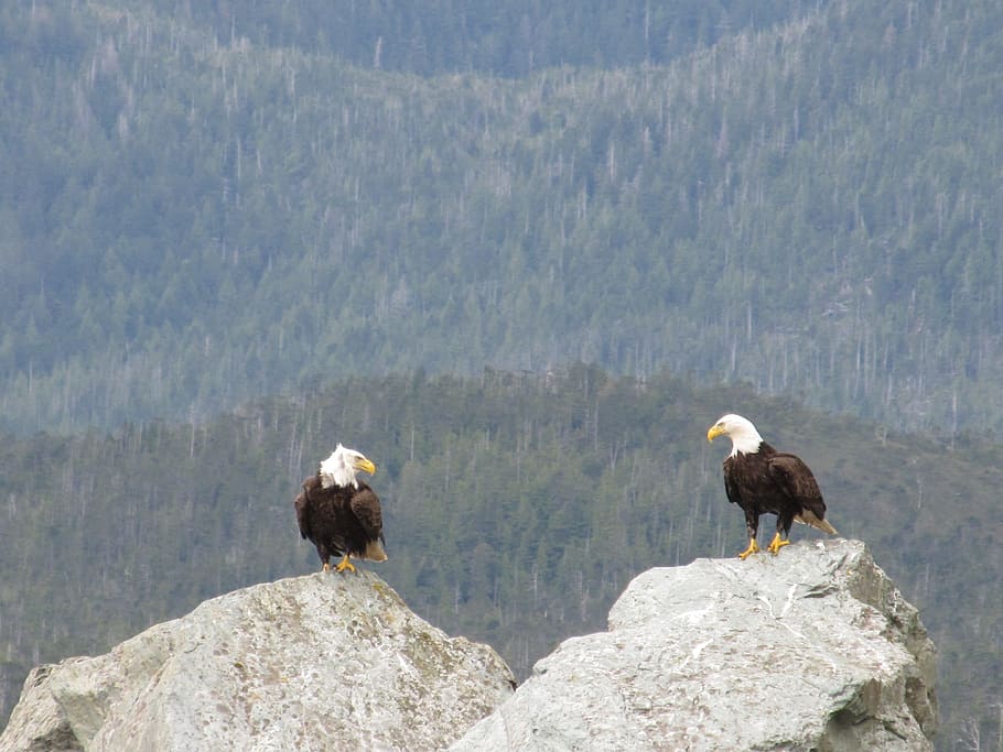 two American eagles on rock, Bald, Eagles, Pair, Birds, Couple HD wallpaper