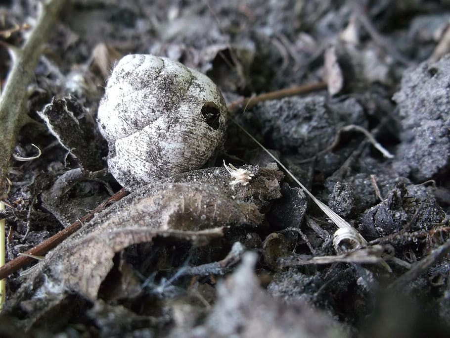 snail, snail shell, gray, white, selective focus, no people HD wallpaper