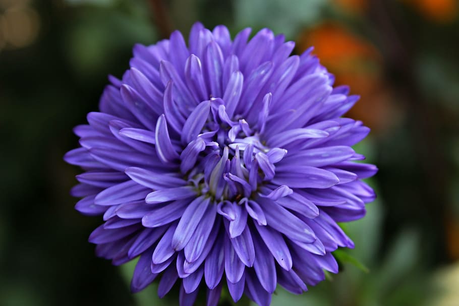 flower, blue, bloom, plants, beauty, purple, nature, beauty in nature HD wallpaper