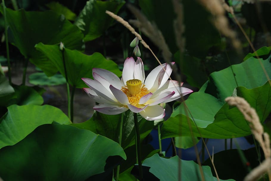 lotus, flower, leaf, water, garden, blossom, lotus flower, flowering plant HD wallpaper