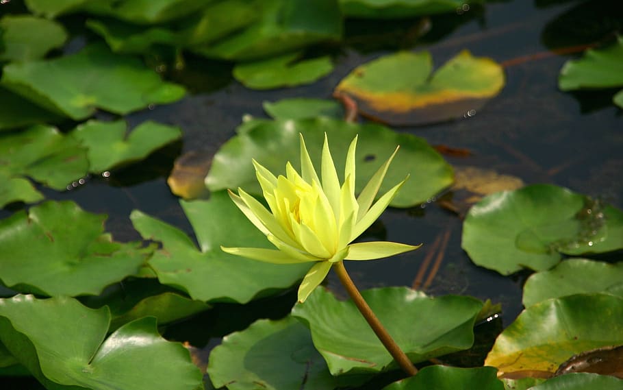 klitschko, whether or not, leaf, plant part, flower, water HD wallpaper